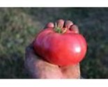 SRN 25 Aunt Ginny&#39;S Tomato Seeds Garden - $11.26
