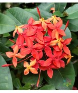 RD 25+ Flame of the Woods (Jungle) Geranium Seeds for Garden  - $5.15