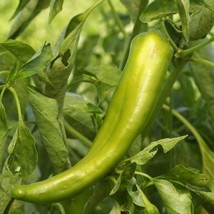 Anaheim Chile Pepper Seeds 2 500 Scoville New Mexico Hatch Green Chili Red Mild  - £7.65 GBP