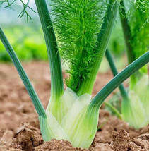 SDC Florence Fennel Seeds Italian Anise Bulb Root Plant Fronds Easy Grow - $14.20