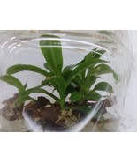 Nepenthes boschiana in vitro (Tissue Culture) Carnivorous plant - £18.08 GBP