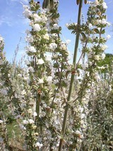 75 Sacred California White Sage Salvia Apiana Shrub Silver Folliage Native Smudg - £9.24 GBP