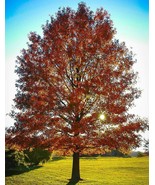 Pin Oak Tree 12-18 Inch Tall Live Plant 4 Inch Pot Ships Potted Quercus ... - $99.98