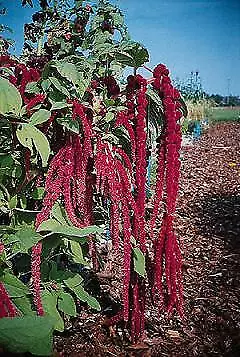 Amaranthus Red Tails (Love Lies) 1,000 seeds - $23.59
