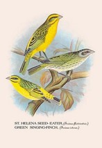 St. Helena Seed-Eater; Green Singing-Finch by Arthur Gardiner Butler - Art Print - £17.39 GBP+