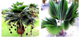 Fiji Fan Palm Tree 10 Seeds (Pritchardia pacifica) Fast Growing Tropical Plant - £17.39 GBP