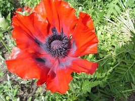 Best 50 Prince Of Orange Poppy Flower Seed Perennial Papaver Orientale - £7.46 GBP