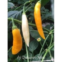 USA SELLER 25 Seeeds Aji Challuaruro Yellow Pepper Seeds Food Fast Shipping - $10.66