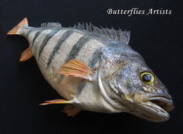 European Perch Perca Fluviatilis Real Fishing Trophy Framed Taxidermy Sh... - $298.99