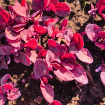 New Fresh Seeds 150 Magenta Magic Orach Mountain Spinach Atriplex Hortensis Red  - $14.90