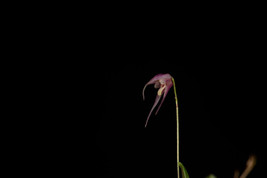 Trichosalpinx Sp. Ecuador Mini Miniature Orchid Mounted - £32.67 GBP