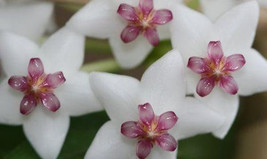 Hoya lanceolata subsp lanceolata porcelain flower - £2.47 GBP