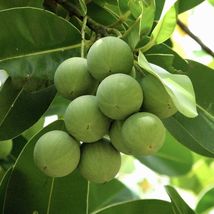Ball Nut / Daok (Calophyllum inophyllum) Tropical Live Tree 12”- 24” - £47.96 GBP