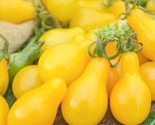 Yellow Pear Tomato Seeds 50 Garden Vegetable Indeterminate Organic Fast ... - £7.20 GBP