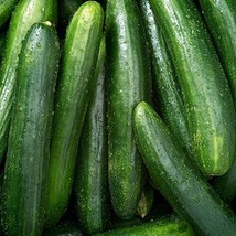 Marketer Cucumber Seeds 50 Vegetable Garden Heirloom Non Gmo Us  - £9.06 GBP