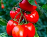 120 Seeds Rio Grande Tomato Seeds Organic Heirloom Non Gmo Fresh Fast Sh... - £7.20 GBP