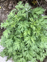 Mugwort Bare Root Plant Artemisia Vulgaris Argyi Silvery Wormwood Herb 艾... - $8.95+