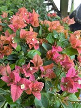 Bambino Burnt Orange Bougainvillea Small Well Rooted Starter Plant USA S... - $35.98