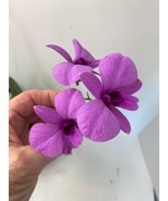 Dendrobium Bigibbum Dwarf Orchid with a FREE deluxe hanger - not in bloo... - €21,51 EUR