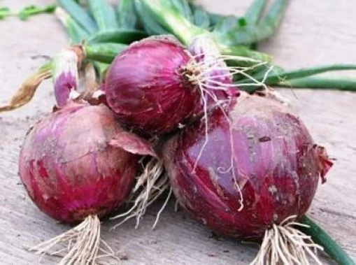 25  FRESH RED BURGANDY ONION SEEDS  - €1,59 EUR