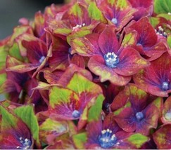 5 Seeds Hydrangea Pistachio Heirloom Seeds Plant Now Fast Results - £6.60 GBP