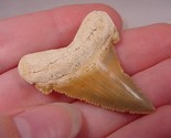 (s228-u) 1-5/8&quot; Fossil MEGALODON Shark Tooth Teeth JEWELRY I love sharks... - £27.60 GBP