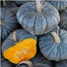 PM Queensland Blue Squash Seeds (((25 Seed Packet))) (More Heirloom, Organic, No - $4.75