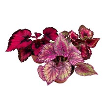 Harmony&#39;s Valentine&#39;s Day Begonia Assortment 4 inch Set of 3 Red and Pin... - $37.18