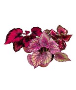 Harmony&#39;s Valentine&#39;s Day Begonia Assortment 4 inch Set of 3 Red and Pin... - £29.63 GBP