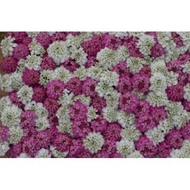 50+ IBERIS WHITE AND PINK EVERGREEN CANDYTUFT FLOWER SEEDS MIX DEER RESI... - $9.84