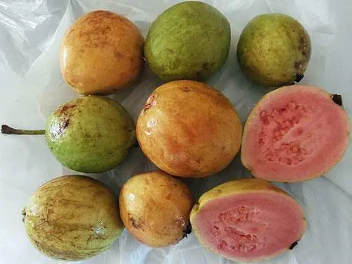 Psidium Guajava Apple Lemon Or Tropical Guava 20 Seeds Garden - £20.52 GBP