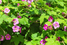 20 Pc Seeds Purple Flowering Raspberry Flower,  Rubus Odoratus Seeds | RK - £13.22 GBP