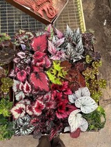 Harmony Foliage Begonia Rex Hybrids in 4 inch pots 15-Pack Bulk Wholesal... - £110.12 GBP