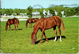 Horses Grazing at Kentucky Horse Park Lexington Kentucky Vintage Postcard - £5.16 GBP