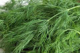 Dill Seed, Bouquet, Heirloom, Organic, Non Gmo, 50+ Seeds, Herb Fresh Or Dried - £2.31 GBP