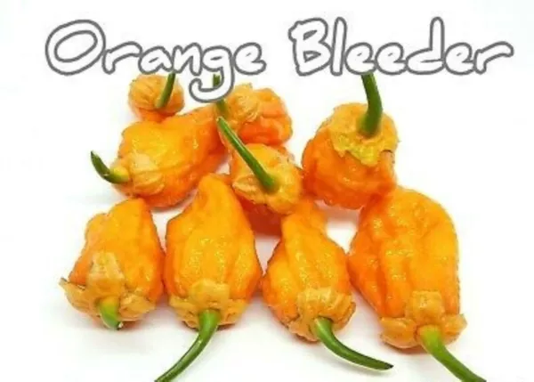 10 Premium Orange Bleeder Pepper Seed Sizzling Hot Spicy Atomic Usa Fres... - £10.94 GBP