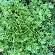 Endive Green Cur Ruffec Seeds 500 Vegetable Garden Fresh Garden - $3.90