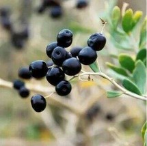 Fresh Feral Organic Black Goji Berry Herbs, 200 seeds - £31.65 GBP