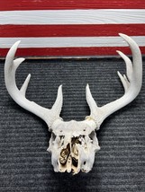 Wild 12 Point Deer Antler Rack Horn Real Skull Arizona Wilderness Wall Decor 15” - £59.49 GBP