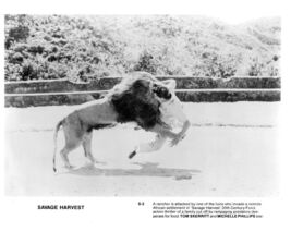 Savage Harvest Original 1980s Black &amp; White Movie Photo Tom Skerritt - $16.71
