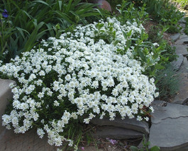 HeirloomSupplySuccess 300 Heirloom Full White CandyTuft Flower Seeds - $15.99