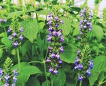 Chia Seeds For Planting Salvia Hispanica Black Eating Purple Flowers Her... - $5.93
