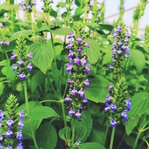 Chia Seeds For Planting Salvia Hispanica Black Eating Purple Flowers Herb Seeds - £4.67 GBP