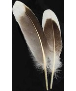Two Natural Gray Goose Feathers for Quills or Smudging! - $55.34 MXN