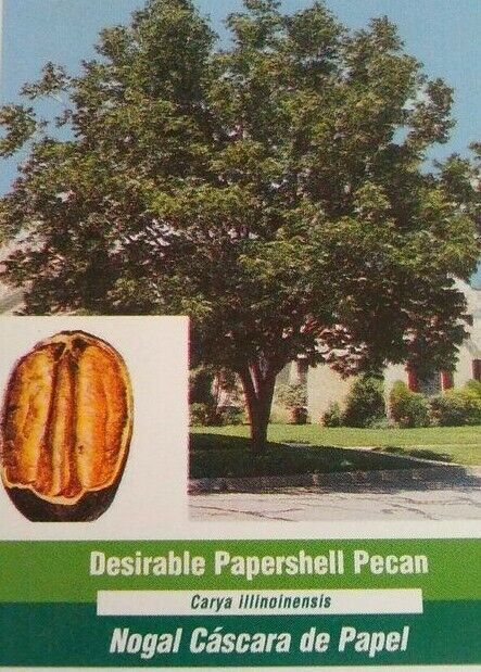 Primary image for DESIRABLE PAPERSHELL PECAN TREE 36-40in Shade Nut Trees Plant Pecans Nuts Plants