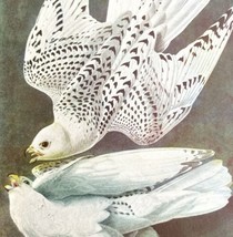 Gyrfalcon White Bird Print 1946 Color Art John James Audubon Nature DWV2E - $39.99