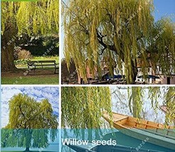 50Pcs Giant Willow Tree Seeds New Fresh Seeds USA - $12.14