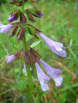 20 Seeds - Lyre Leaf Sage - £7.18 GBP