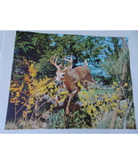 Deer Art Print - &quot;Comin&#39; Through&quot; - Unframed 16&quot; x 20&quot; - £7.86 GBP