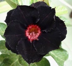 4 Black Red Desert Rose Seeds Adenium Obesum - $10.00